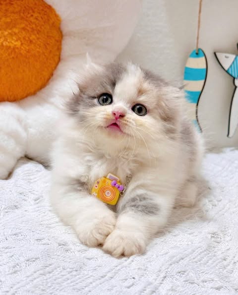 Munchkin Fold Longhair