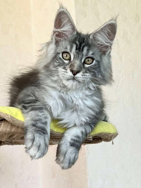 Maine Coon
