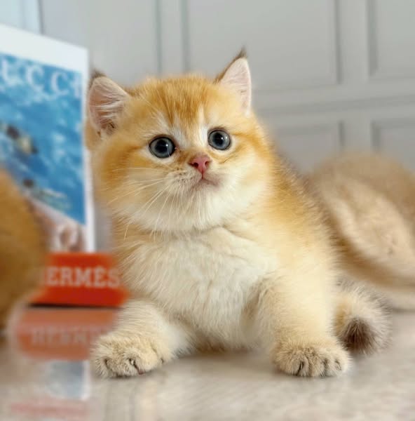 British Shorthair