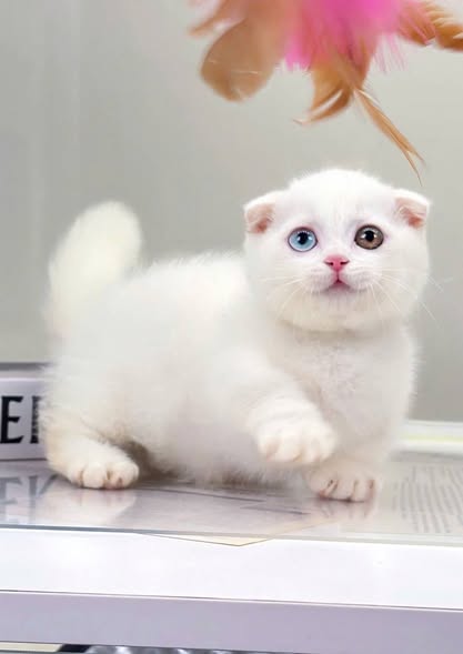 Munchkin Fold