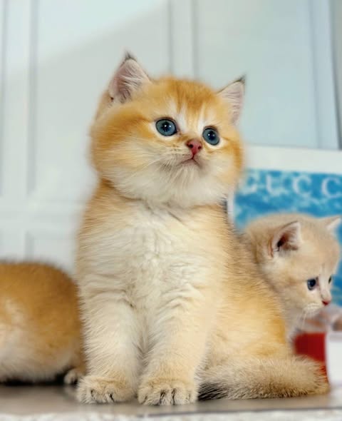 British Shorthair