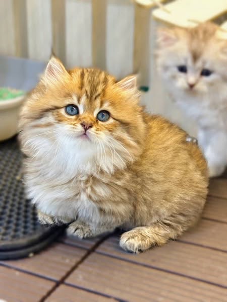 Munchkin Longhair