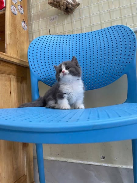 Munchkin Longhair
