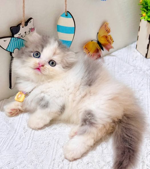 Munchkin Fold Longhair