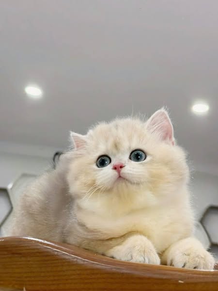 British Longhair