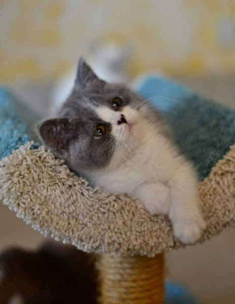 British Shorthair