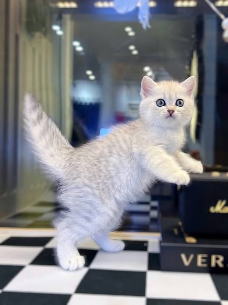 British Shorthair