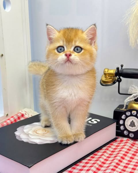 British Shorthair
