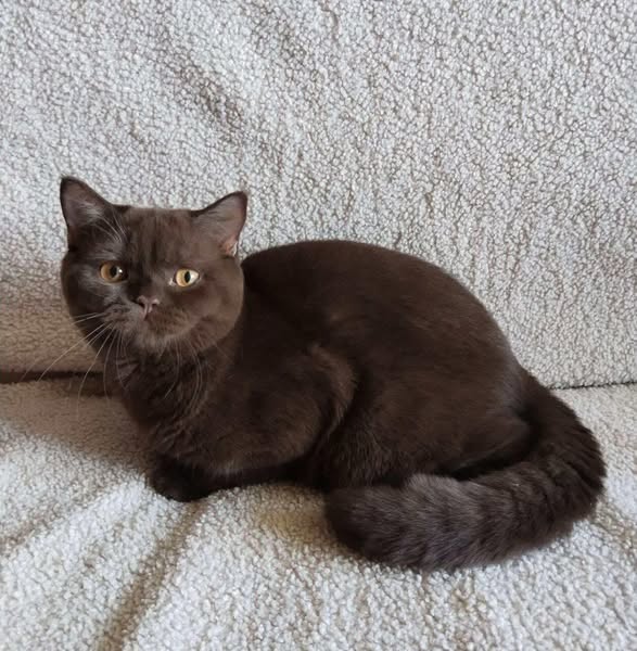 British Shorthair