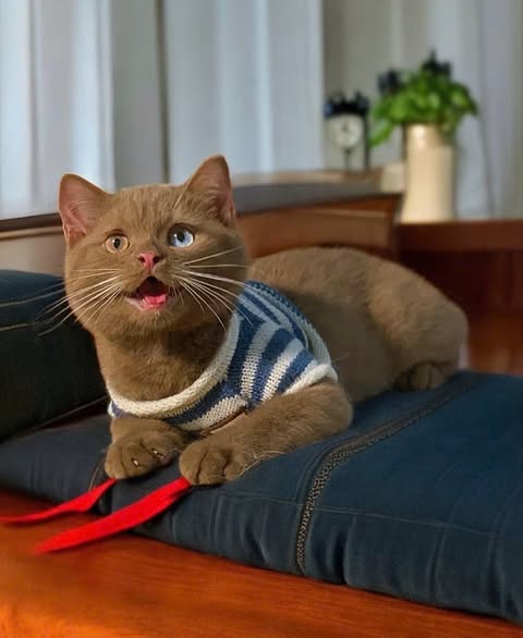British Shorthair
