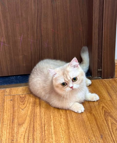 Munchkin
