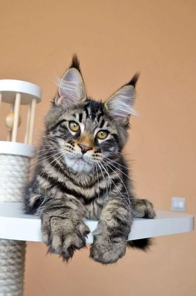 Maine Coon