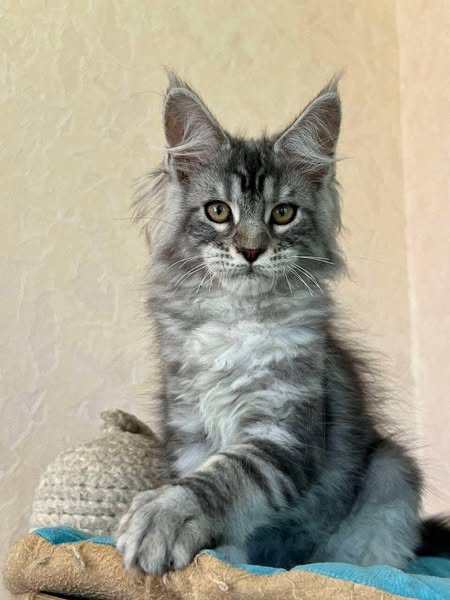 Maine Coon