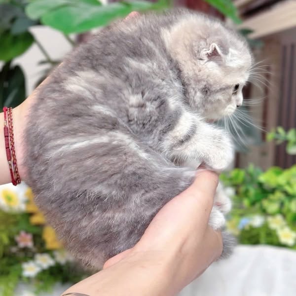 Scottish Fold