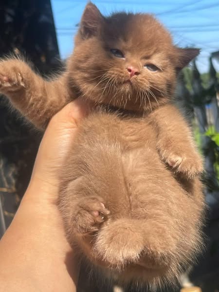 British Shorthair