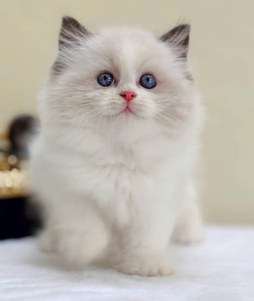 Ragdoll