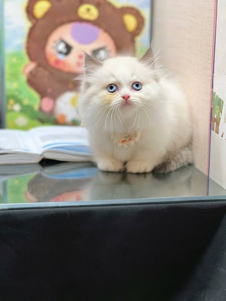 Munchkin Longhair