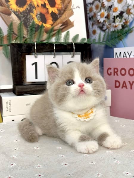 British Shorthair