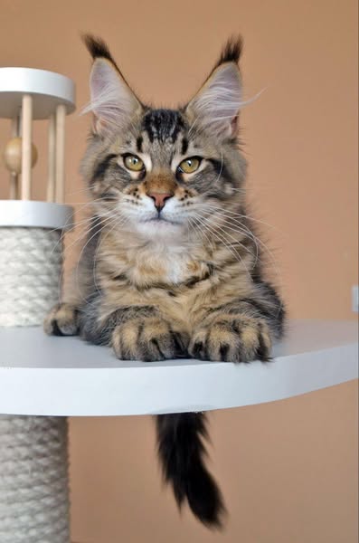 Maine Coon