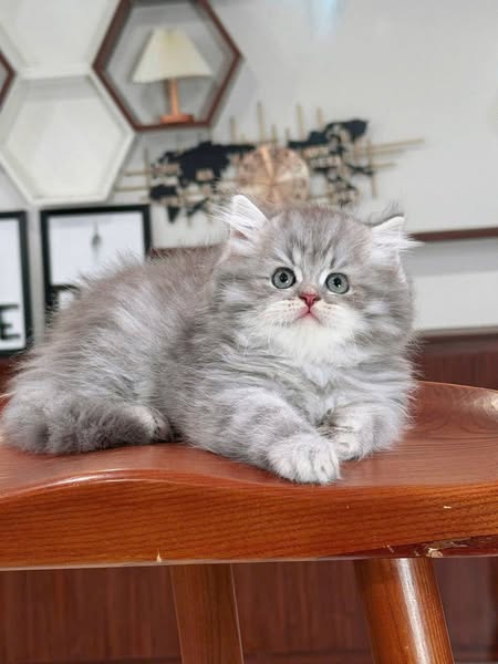 British Longhair