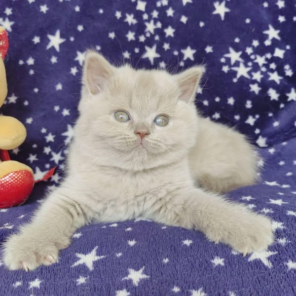 British Shorthair