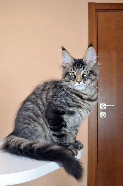 Maine Coon