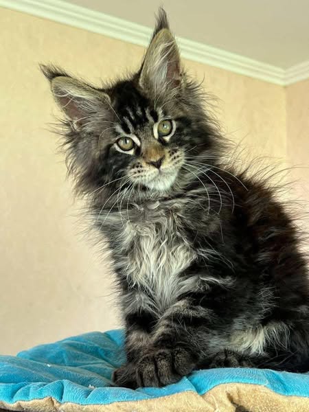 Maine Coon