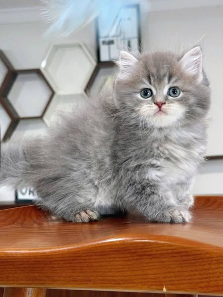 British Longhair