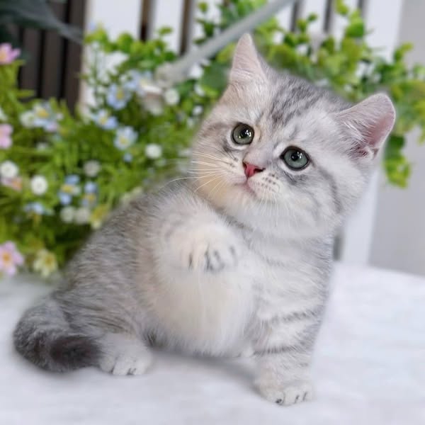 Munchkin