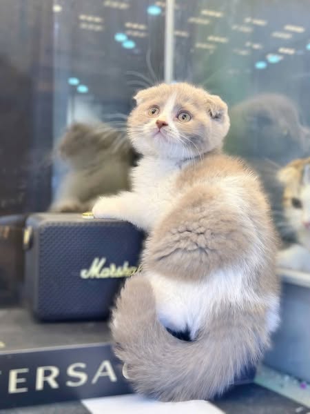 Scottish Fold