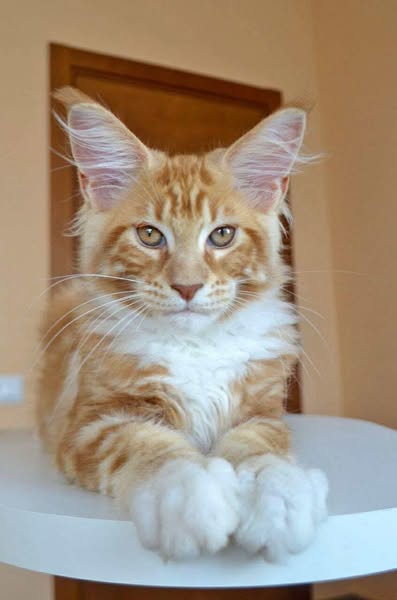 Maine Coon