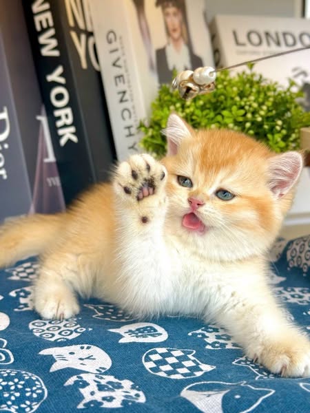 British Shorthair