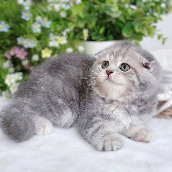 Scottish Fold
