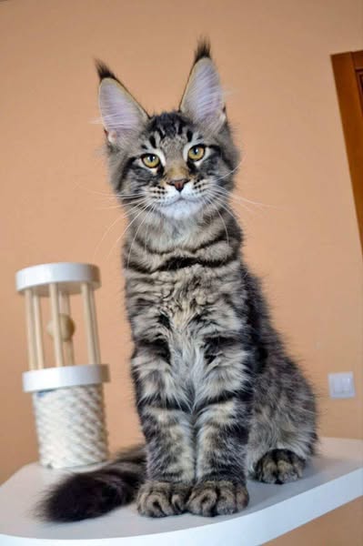 Maine Coon
