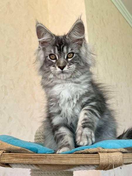 Maine Coon