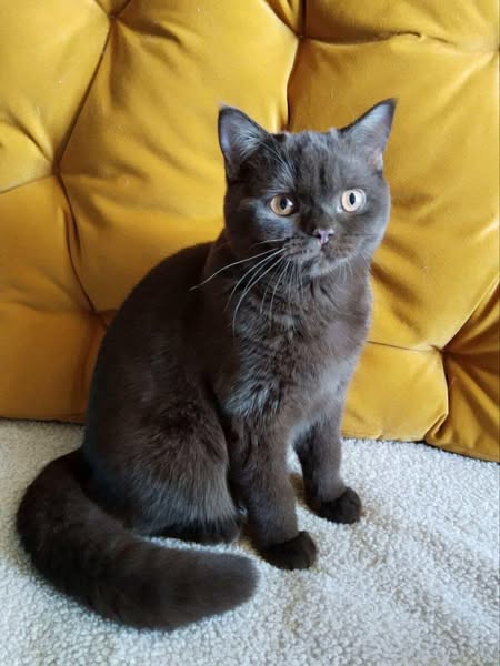 British Shorthair