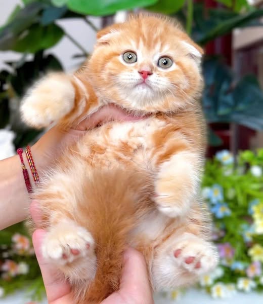 Scottish Fold