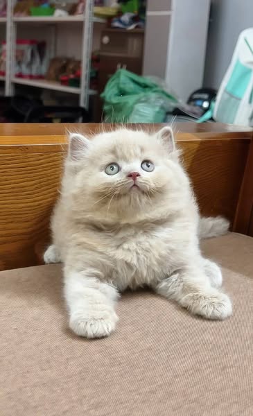 British Longhair