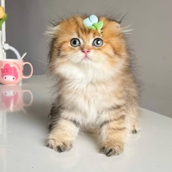 Scottish Fold