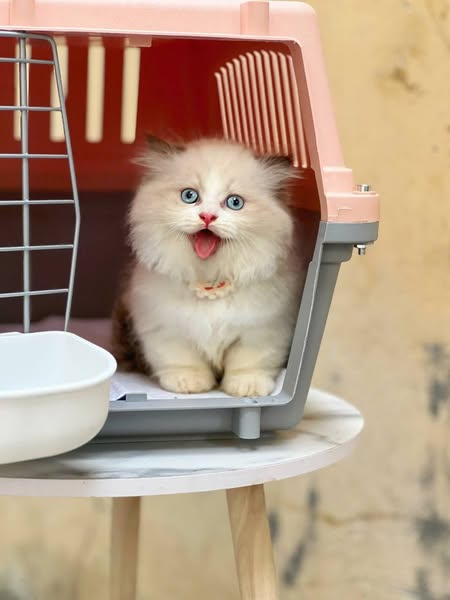 Munchkin Longhair