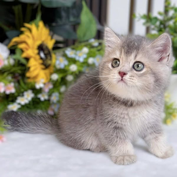 British Shorthair