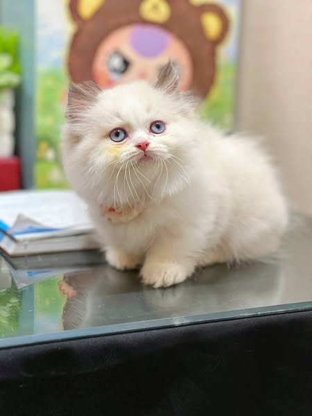 Munchkin Longhair