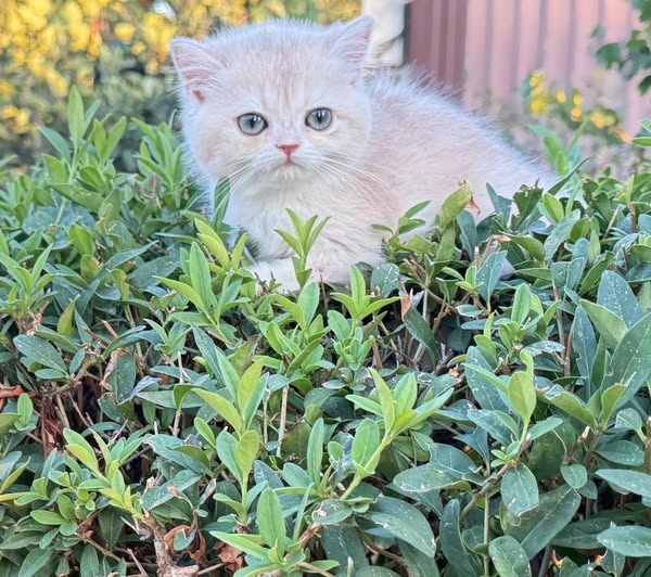 British Shorthair