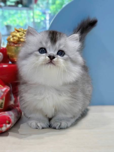 Munchkin Longhair