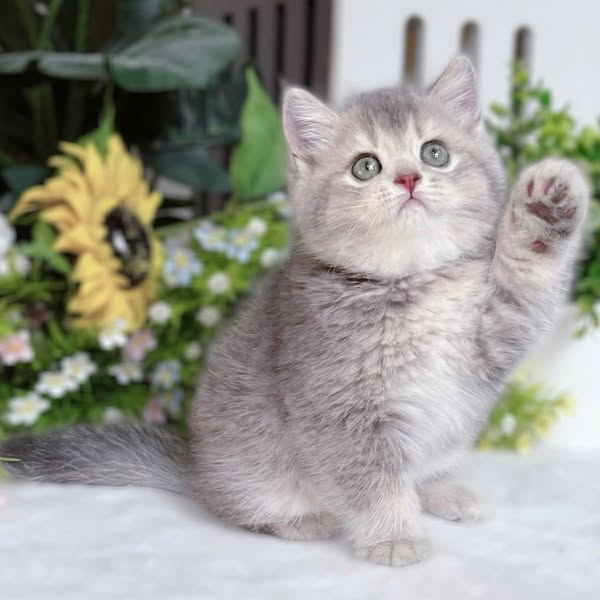 British Shorthair