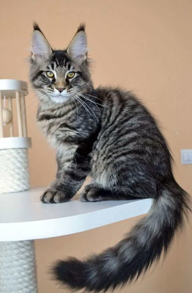 Maine Coon