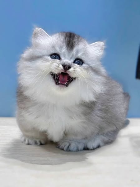 Munchkin Longhair