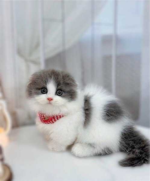 Munchkin Fold Longhair