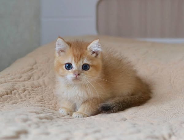 British Shorthair