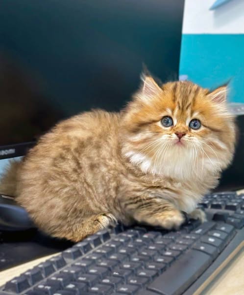 Munchkin Longhair
